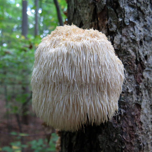 Lion's Mane Mushroom