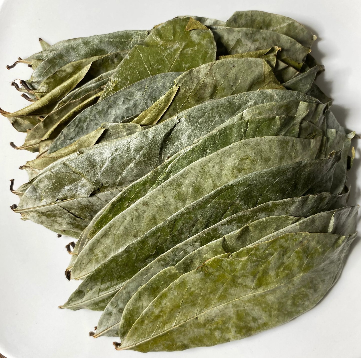 Soursop Leaves