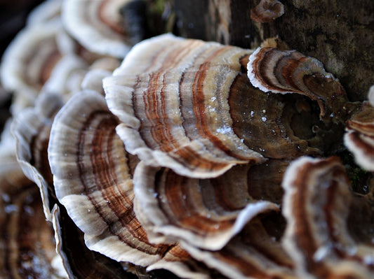 Turkey Tail Mushroom Powder